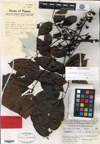 Type of Lepiderema melanorrhachis Merrill & L. M. Perry [family SAPINDACEAE]