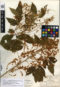Isotype of Thouinia acuminata S. Watson [family SAPINDACEAE]
