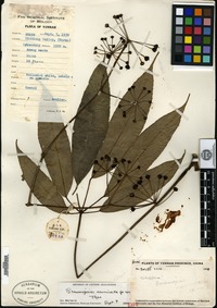 Type of Brassaiopsis acuminata H. L. Li [family ARALIACEAE]