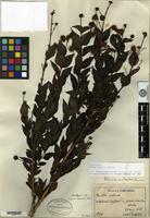 Isotype of Adina fauriei H. Léveillé [family RUBIACEAE]