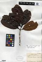 Isotype of Neonauclea brassii S. Moore [family RUBIACEAE]