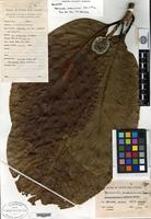 Holotype of Neonauclea perspicuinervia Merrill & L. M. Perry [family RUBIACEAE]