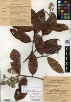 Isotype of Parinari argenteo-sericea Kostermans [family CHRYSOBALANACEAE]