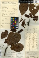 Type of Terminalia latialata C. T. White [family COMBRETACEAE]