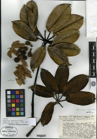 Isotype of Schefflera simbuensis Frodin [family ARALIACEAE]