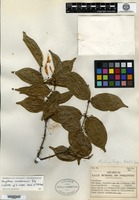 Isotype of Strychnos cooperi Hutchinson & M. B. Moss [family LOGANIACEAE]