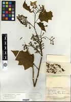 Isotype of Solanum consimile C. V. Morton [family SOLANACEAE]