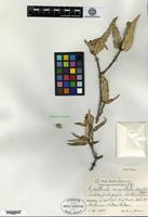 Isotype of Guettarda angustata Urban & Ekman [family RUBIACEAE]