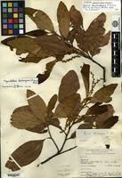Holotype of Quercus doichangensis A. Camus [family FAGACEAE]