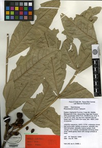 Isotype of Rhysotoechia etmanii W. N. Takeuchi [family SAPINDACEAE]