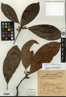 Isotype of Madhuca sandakanensis P. Royen [family SAPOTACEAE]