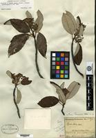 Holotype of Sorbus dunnii Rehder [family ROSACEAE]