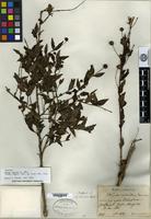 Isotype of Adina fauriei H. Léveillé [family RUBIACEAE]