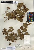 Syntype of Euonymus patens Rehder [family CELASTRACEAE]