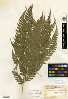 Isotype of Rumohra simulans Ching [family ASPIDIACEAE]