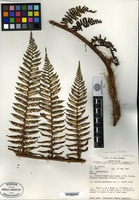 Type? of Alsophila coactilis R. M. Tryon [family CYATHEACEAE]