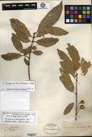 Isotype of Euonymus lanceifolia Loesener [family CELASTRACEAE]