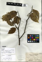 Isotype of Shorea kalunti Merrill [family DIPTEROCARPACEAE]