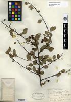 Holotype of Cotoneaster hupehensis Rehder & E. H. Wilson [family ROSACEAE]