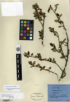 Isotype of Cotoneaster sanguinea T. T. Yü [family ROSACEAE]