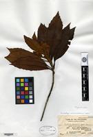 Type of Eriobotrya acuminatissima Nakai [family ROSACEAE]