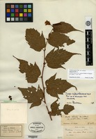 Holotype of Neillia sinensis Oliver var. caudata Rehder [family ROSACEAE]