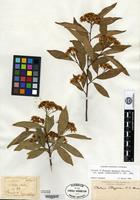 Isotype of Photinia bergerae C. K. Schneider [family ROSACEAE]