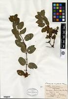 Type of Lonicera trichosantha Bureau & Franchet f. glabrata Rehder [family CAPRIFOLIACEAE]