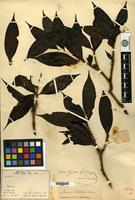Isotype of Ixora hallierii Bremekamp [family RUBIACEAE]