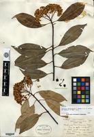 Syntype of Photinia davidsoniae Rehder & E. H. Wilson [family ROSACEAE]