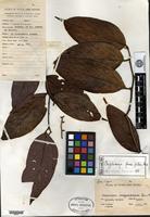 Isotype of Cryptocarya impressivena Kanehira & Hatusima [family LAURACEAE]