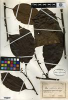 Type of Litsea complanata C. K. Allen [family LAURACEAE]
