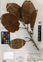 Holotype of Litsea perlucida C. K. Allen [family LAURACEAE]