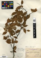 Isotype of Pyrus spectabilis Aiton var. albescens H. Léveillé [family ROSACEAE]