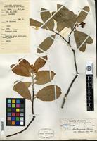 Type? of Photinia benthamiana Hance var. obovata H. L. Li [family ROSACEAE]