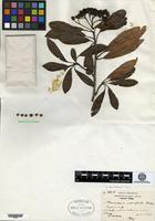 Type? of Stranvaesia salicifolia Hutch. [family ROSACEAE]