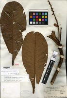 Holotype of Campnosperma panamensis Standley [family ANACARDIACEAE]