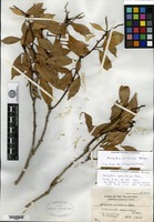 Isotype of Mangifera parvifolia Merrill [family ANACARDIACEAE]