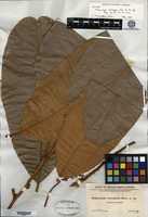 Isotype of Melanochyla ferruginea Merrill [family ANACARDIACEAE]