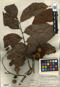 Holotype of Cupaniopsis kajewskii Merrill & L. M. Perry [family SAPINDACEAE]