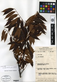 Isotype of Guioa multijuga Welzen [family SAPINDACEAE]