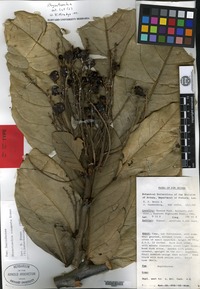 Type of Rhysotoechia congesta B. Etman [family SAPINDACEAE]