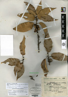 Isolectotype of Quercus apiophylla Warburg [family FAGACEAE]