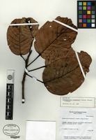 Isotype of Pseudomonotes tropenbosii A. C. Londono, E. Alvarez & Forero [family DIPTEROCARPACEAE]