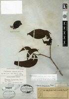 Isotype of Cephalanthus aralioides Zollinger & Moritzi [family RUBIACEAE]