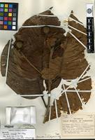 Holotype of Neonauclea cardiophylla Merrill & L. M. Perry [family RUBIACEAE]