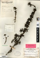 Holotype of Coprosma brassii Merrill & L. M. Perry [family RUBIACEAE]