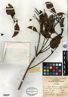 Isotype of Eugenia ngadimaniana M. R. Henderson [family MYRTACEAE]