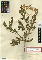 Isotype of Solanum azureum Fernald [family SOLANACEAE]