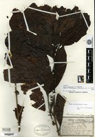 Isotype of Aidia chantonea Tirvengadum [family RUBIACEAE]